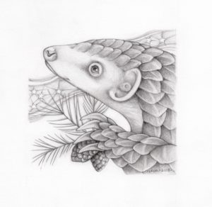 Pangolin Portrait (2018)