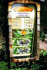 Butterflies Display