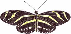 Zebra Longwing