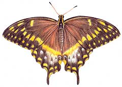 Laurel Swallowtail