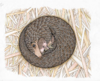 Mother Pangolin with Baby<br/>Finished Art