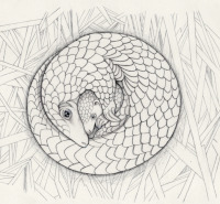 Mother Pangolin with Baby<br/>Rough Pencil