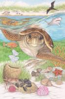 SeaTurtle - 2012