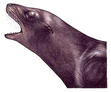 Sea Lion