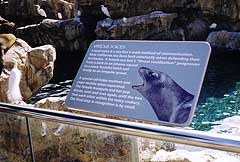 Sea Lion Sign