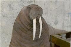 Walrus Wall: Wild Artic